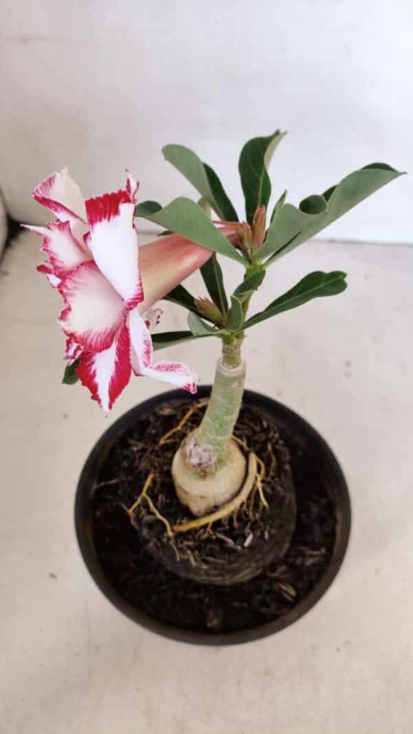ENXERTO 12054 – 20cm (cor LM 797) ID: Ferrari - Imagem 4