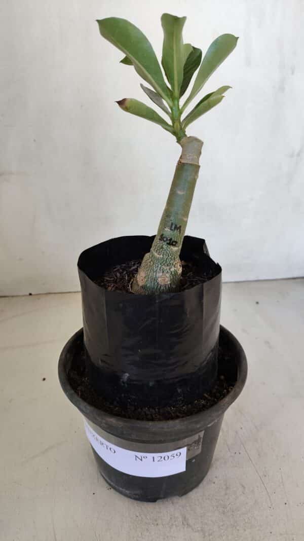 ENXERTO 12059 – 20cm (cor LM 1010) - Imagem 1