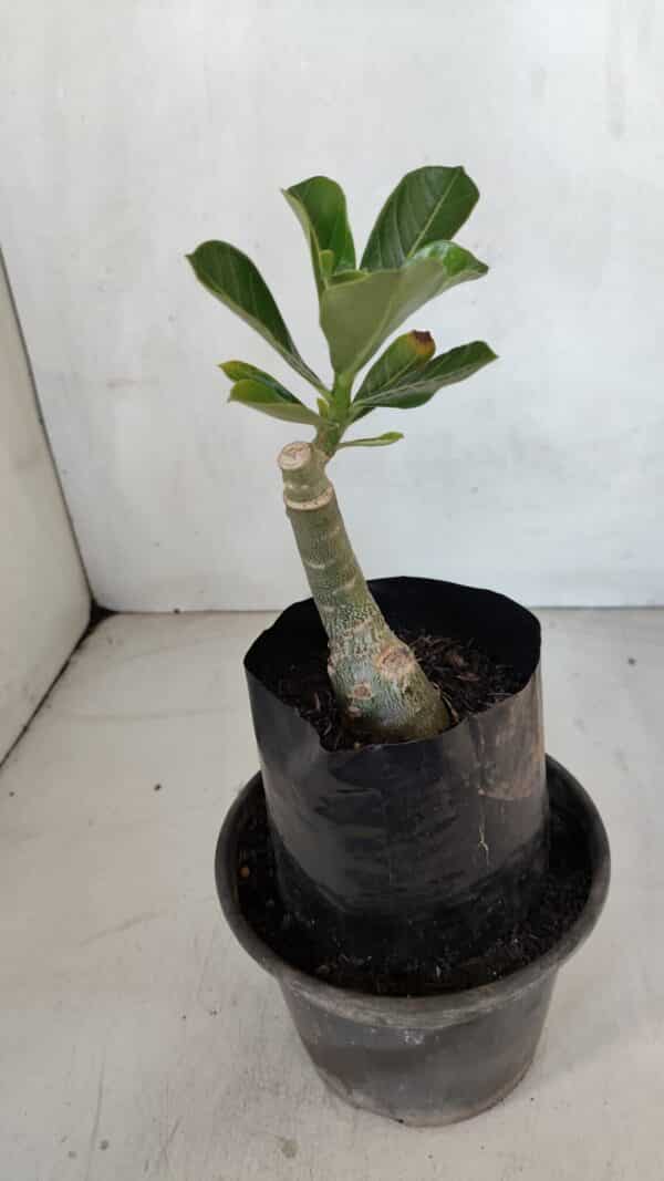 ENXERTO 12059 – 20cm (cor LM 1010) - Imagem 4