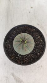 Euforbia "OBESA" - Nº 10 - vaso 11 - Imagem 3