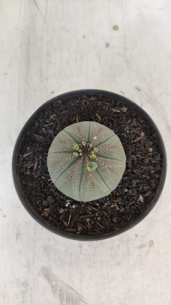 Euforbia "OBESA" - Nº 10 - vaso 11 - Imagem 3