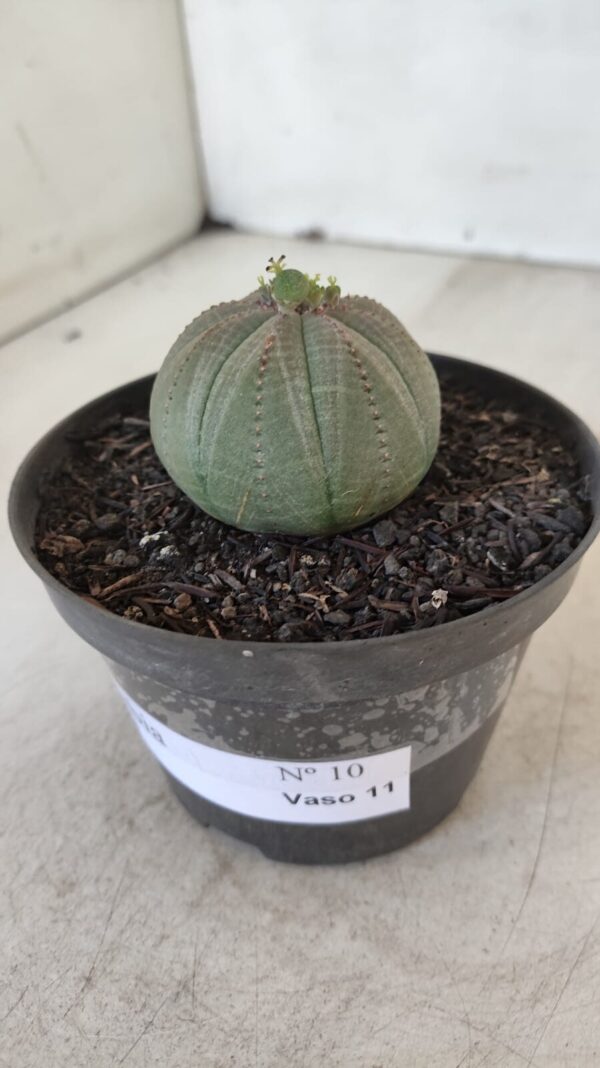 Euforbia "OBESA" - Nº 10 - vaso 11 - Imagem 6
