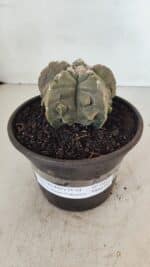 ASTROPHYTUM MYRIOSTIGMA cv FUKURYU Nº 1010 – vaso 15 - Imagem 2