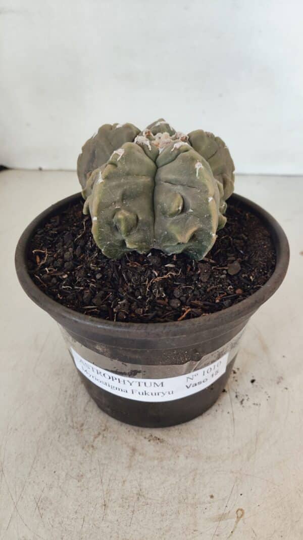 ASTROPHYTUM MYRIOSTIGMA cv FUKURYU  Nº 1010 – vaso 15 - Imagem 2