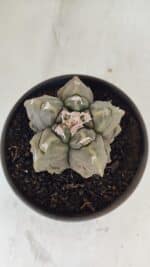ASTROPHYTUM MYRIOSTIGMA cv FUKURYU Nº 1010 – vaso 15 - Imagem 3