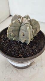ASTROPHYTUM MYRIOSTIGMA cv FUKURYU Nº 1010 – vaso 15 - Imagem 9