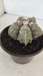 ASTROPHYTUM MYRIOSTIGMA cv FUKURYU Nº 1010 – vaso 15 - Imagem 6