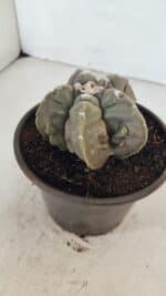 ASTROPHYTUM MYRIOSTIGMA cv FUKURYU Nº 1010 – vaso 15 - Imagem 8