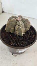 ASTROPHYTUM MYRIOSTIGMA cv FUKURYU Nº 1010 – vaso 15 - Imagem 7