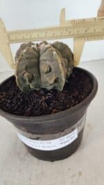 ASTROPHYTUM MYRIOSTIGMA cv FUKURYU Nº 1010 – vaso 15 - Imagem 4