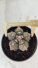 ASTROPHYTUM MYRIOSTIGMA cv FUKURYU Nº 1010 – vaso 15