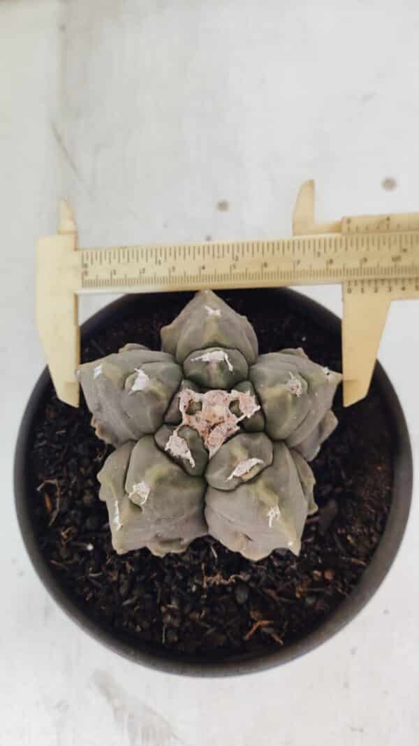 ASTROPHYTUM MYRIOSTIGMA cv FUKURYU  Nº 1010 – vaso 15 - Imagem 1