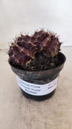 GYMNOCALYCIUM Mihanovichii Purple "Bicefalo" Nº 515 – vaso 11 - Imagem 2