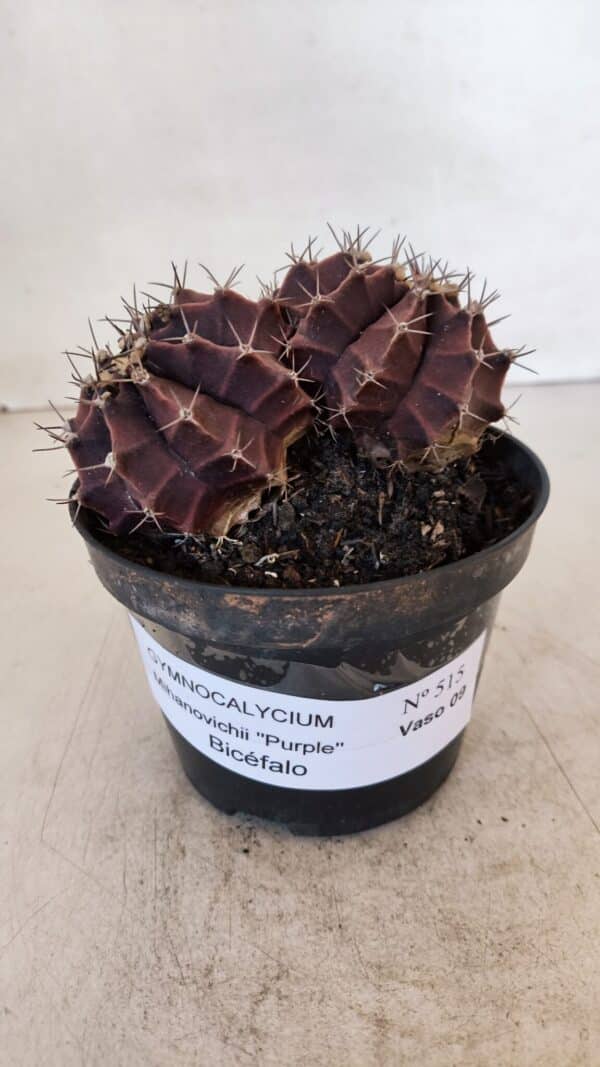 GYMNOCALYCIUM Mihanovichii Purple "Bicefalo" Nº 515 – vaso 11 - Imagem 2