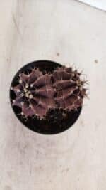 GYMNOCALYCIUM Mihanovichii Purple "Bicefalo" Nº 515 – vaso 11 - Imagem 3
