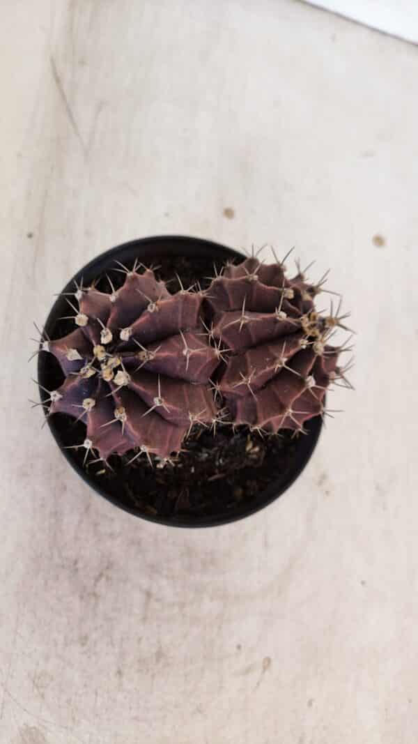 GYMNOCALYCIUM Mihanovichii Purple "Bicefalo" Nº 515 – vaso 11 - Imagem 3