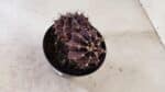 GYMNOCALYCIUM Mihanovichii Purple "Bicefalo" Nº 515 – vaso 11 - Imagem 9