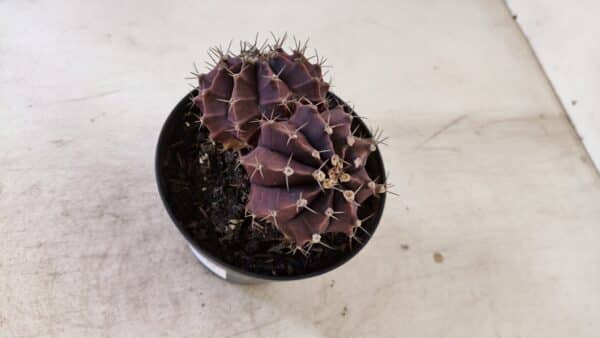 GYMNOCALYCIUM Mihanovichii Purple "Bicefalo" Nº 515 – vaso 11 - Imagem 9