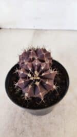 GYMNOCALYCIUM Mihanovichii Purple "Bicefalo" Nº 515 – vaso 11 - Imagem 8