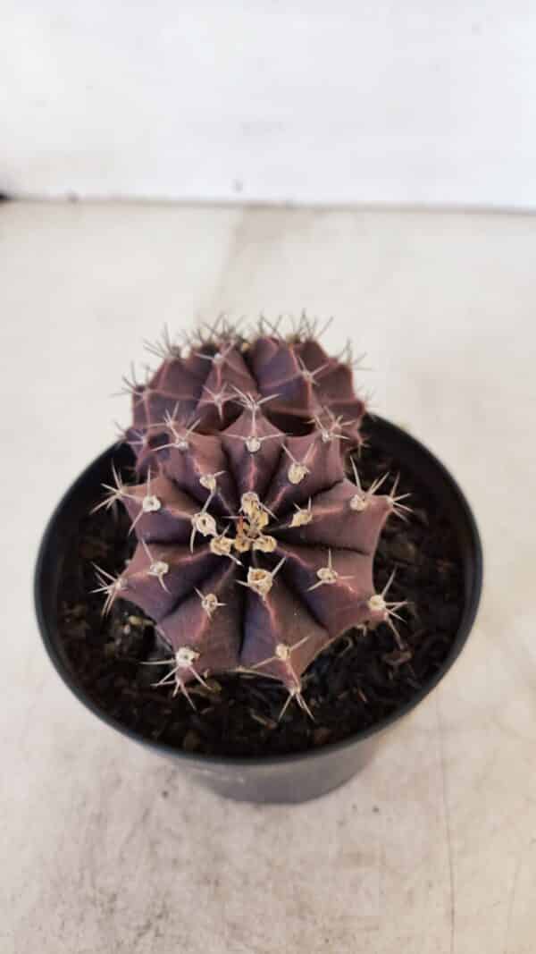 GYMNOCALYCIUM Mihanovichii Purple "Bicefalo" Nº 515 – vaso 11 - Imagem 8