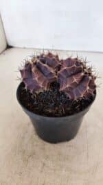 GYMNOCALYCIUM Mihanovichii Purple "Bicefalo" Nº 515 – vaso 11 - Imagem 7