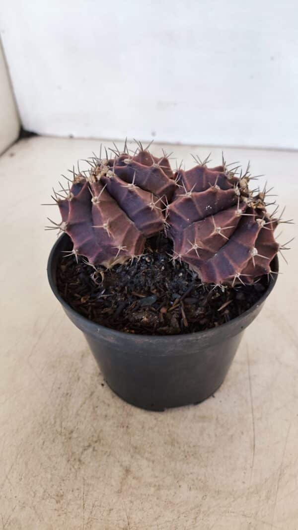 GYMNOCALYCIUM Mihanovichii Purple "Bicefalo" Nº 515 – vaso 11 - Imagem 7