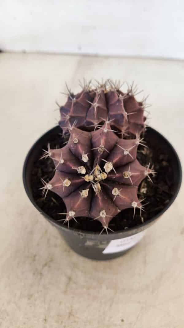 GYMNOCALYCIUM Mihanovichii Purple "Bicefalo" Nº 515 – vaso 11 - Imagem 6