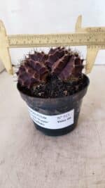 GYMNOCALYCIUM Mihanovichii Purple "Bicefalo" Nº 515 – vaso 11