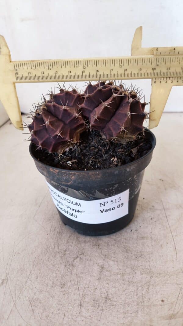 GYMNOCALYCIUM Mihanovichii Purple "Bicefalo" Nº 515 – vaso 11 - Imagem 1