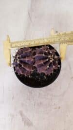 GYMNOCALYCIUM Mihanovichii Purple "Bicefalo" Nº 515 – vaso 11 - Imagem 5