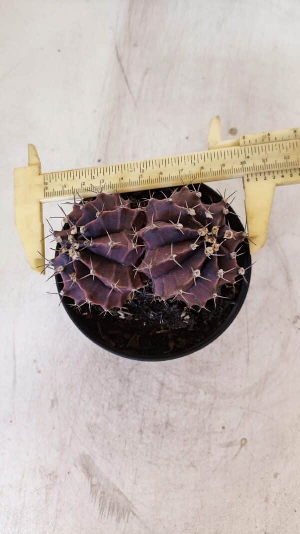 GYMNOCALYCIUM Mihanovichii Purple "Bicefalo" Nº 515 – vaso 11 - Imagem 5