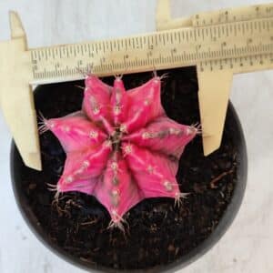 GYMNOCALYCIUM Mihanovichii Variegata Nº 560 – vaso 11