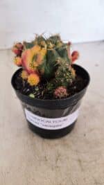 Gymnocalycium DAMSII VARIEGATA Nº 10 – vaso 09 - Imagem 2