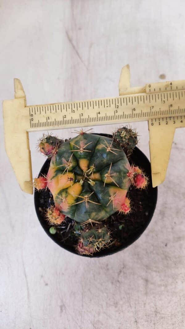 Gymnocalycium DAMSII VARIEGATA Nº 10 – vaso 09 - Imagem 6