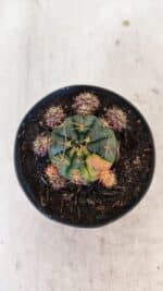 Gymnocalycium DAMSII VARIEGATA Nº 11 – vaso 09 - Imagem 3