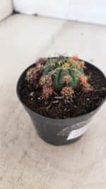 Gymnocalycium DAMSII VARIEGATA Nº 11 – vaso 09 - Imagem 6