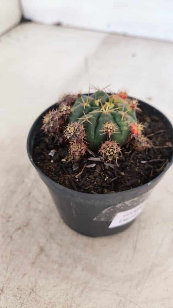 Gymnocalycium DAMSII VARIEGATA Nº 11 – vaso 09 - Imagem 6