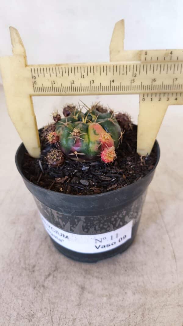 Gymnocalycium DAMSII VARIEGATA Nº 11 – vaso 09 - Imagem 1