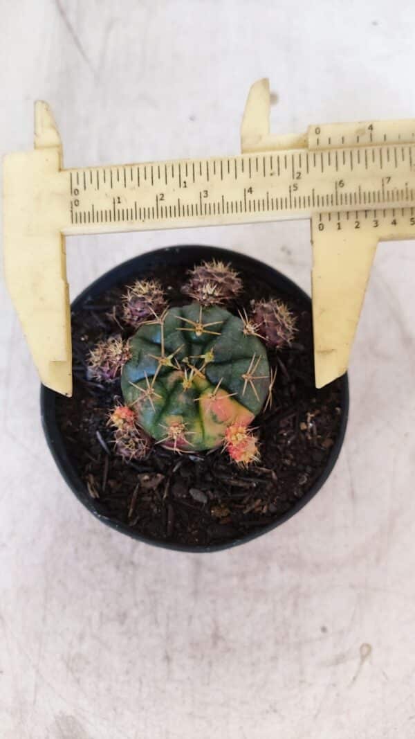 Gymnocalycium DAMSII VARIEGATA Nº 11 – vaso 09 - Imagem 5