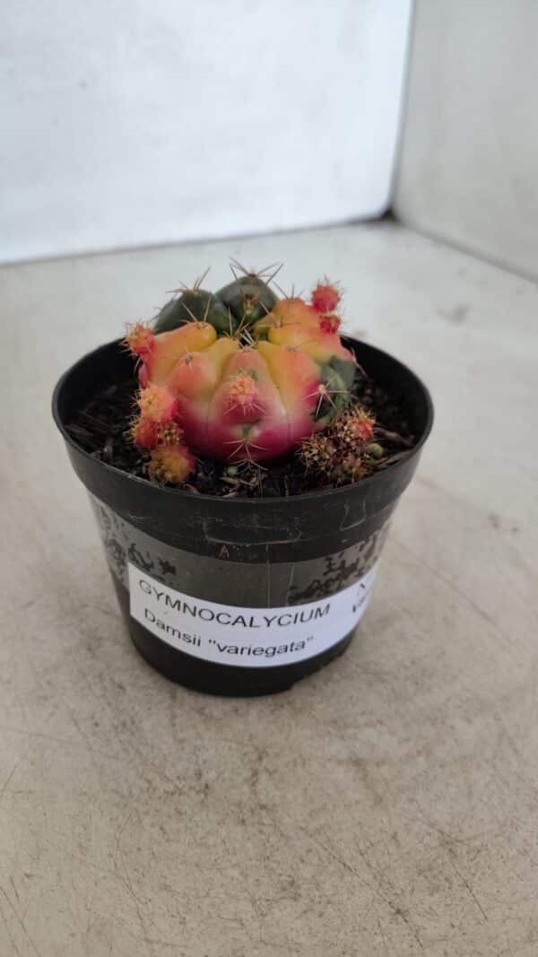 Gymnocalycium DAMSII VARIEGATA Nº 12 – vaso 09 - Imagem 8