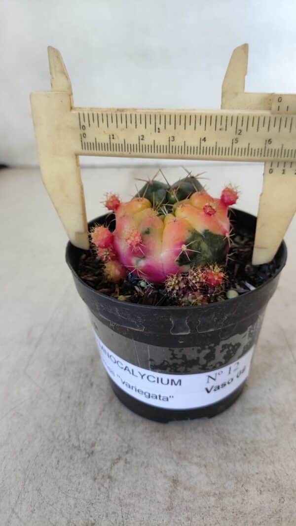 Gymnocalycium DAMSII VARIEGATA Nº 12 – vaso 09 - Imagem 1