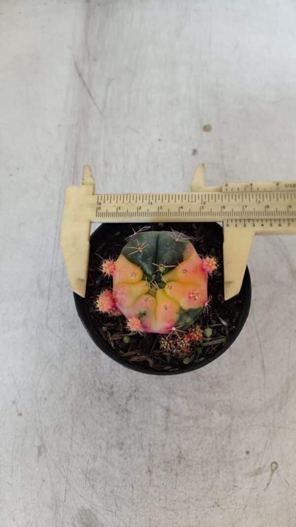 Gymnocalycium DAMSII VARIEGATA Nº 12 – vaso 09 - Imagem 5