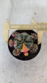 Gymnocalycium DAMSII VARIEGATA Nº 13 – vaso 09