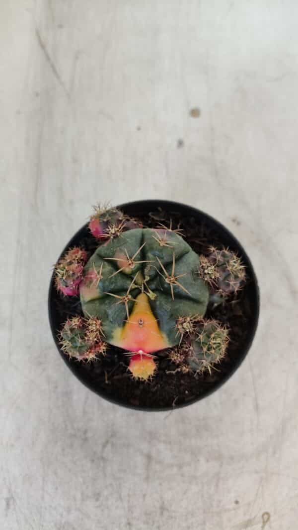 Gymnocalycium DAMSII VARIEGATA Nº 13 – vaso 09 - Imagem 9