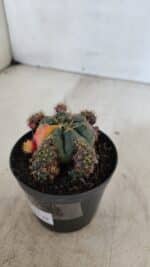 Gymnocalycium DAMSII VARIEGATA Nº 13 – vaso 09 - Imagem 8