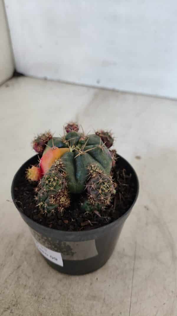 Gymnocalycium DAMSII VARIEGATA Nº 13 – vaso 09 - Imagem 8