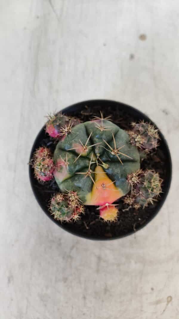 Gymnocalycium DAMSII VARIEGATA Nº 13 – vaso 09 - Imagem 3