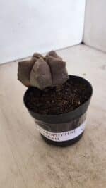 ASTROPHYTUM cv KIKKO Nº 1026 – vaso 09 - Imagem 10