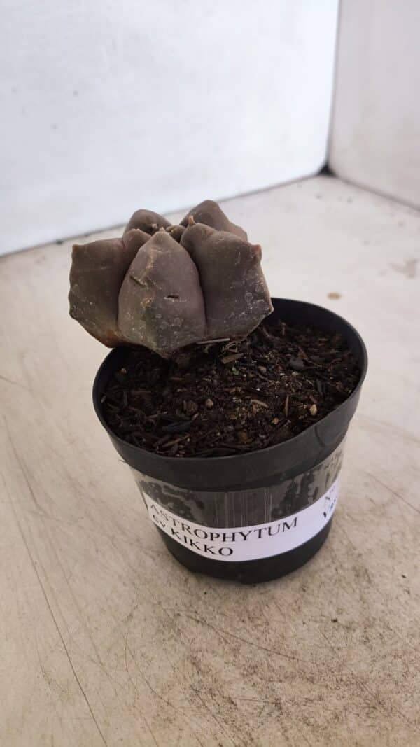 ASTROPHYTUM cv KIKKO Nº 1026 – vaso 09 - Imagem 10