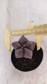 ASTROPHYTUM cv KIKKO Nº 1026 – vaso 09